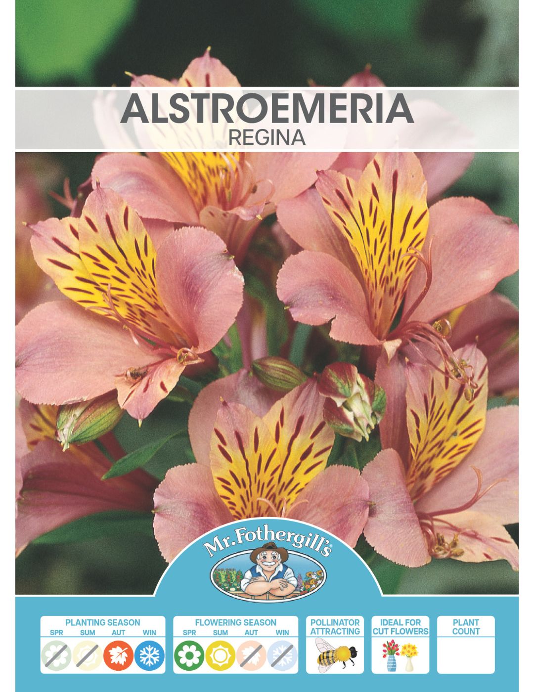 Alstroemeria Regina Plant