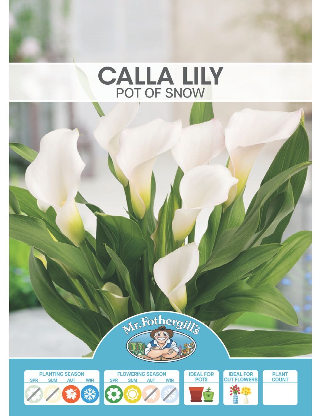 Calla Lily Pot of Snow (Season: Winter)