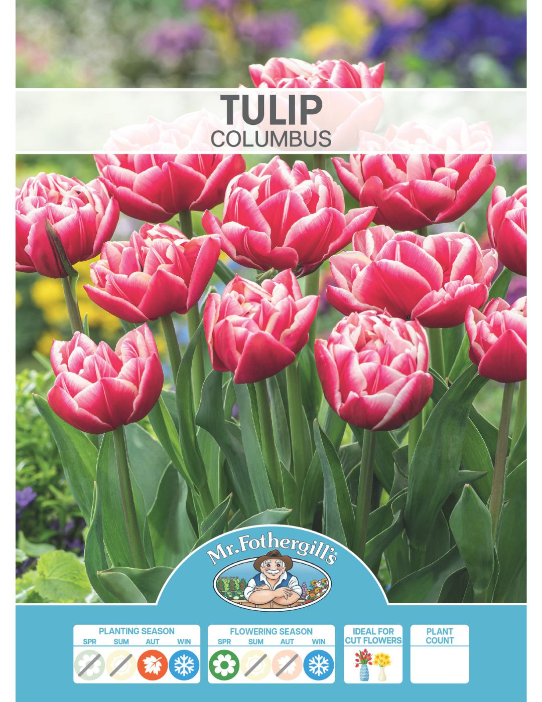 Tulip Columbus