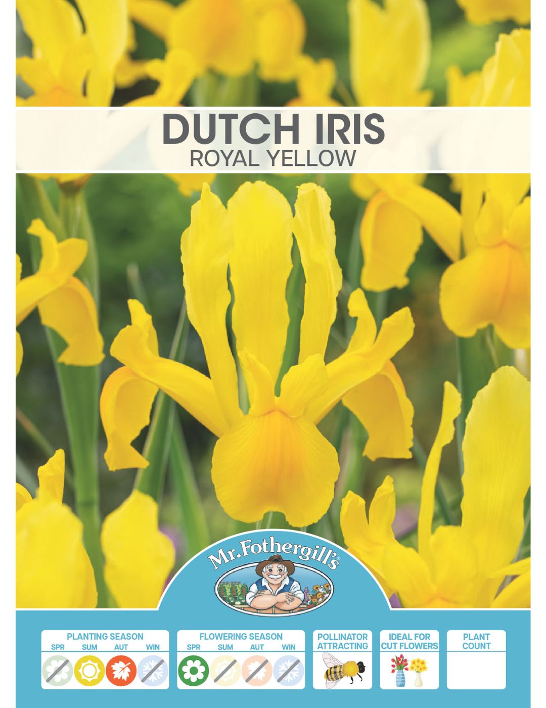 Dutch Iris Royal Yellow Bulbs