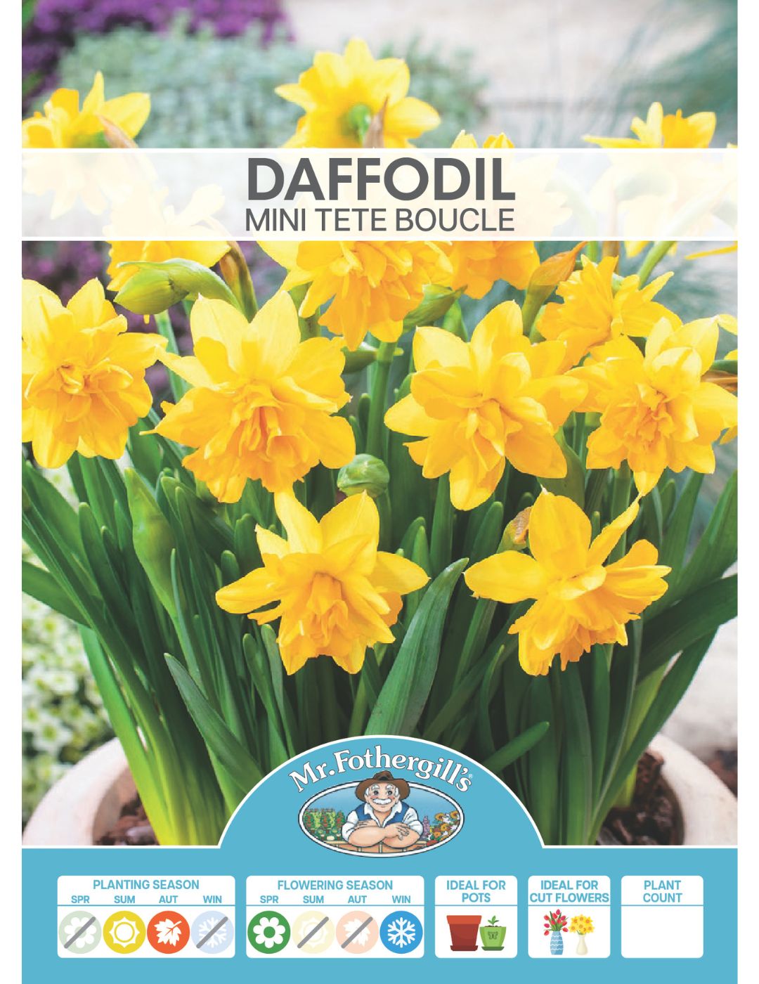 Daffodil Mini Tete Boucle