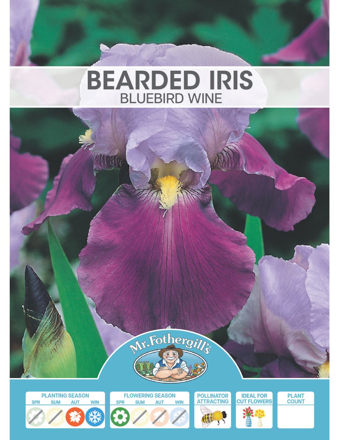 Bearded Iris Bluebird Wine Bulb (Season: Winter)