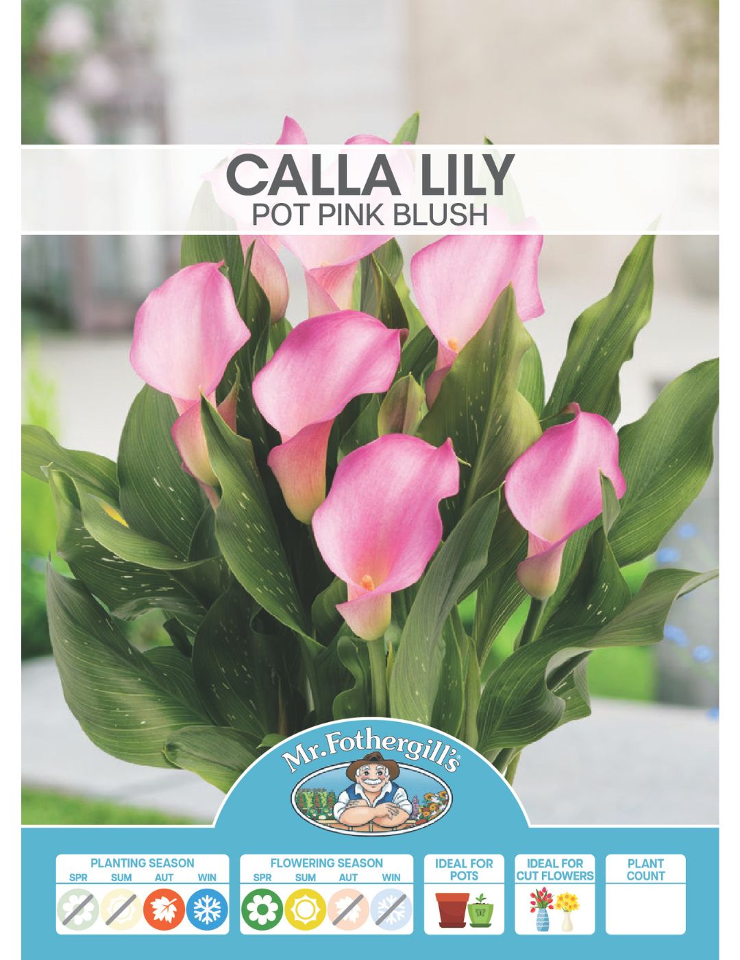 Calla Lily Pot Pink Blush (season: Winter)