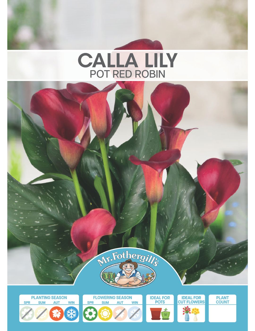 Calla Lily Pot Red Robin (Season: Winter)