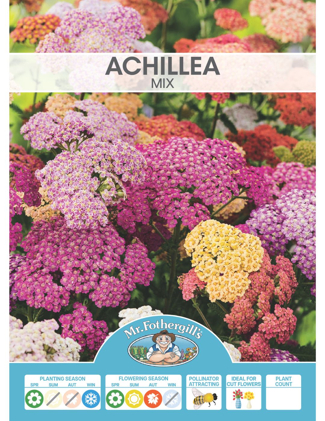 Achillea Mix (Season: Winter)