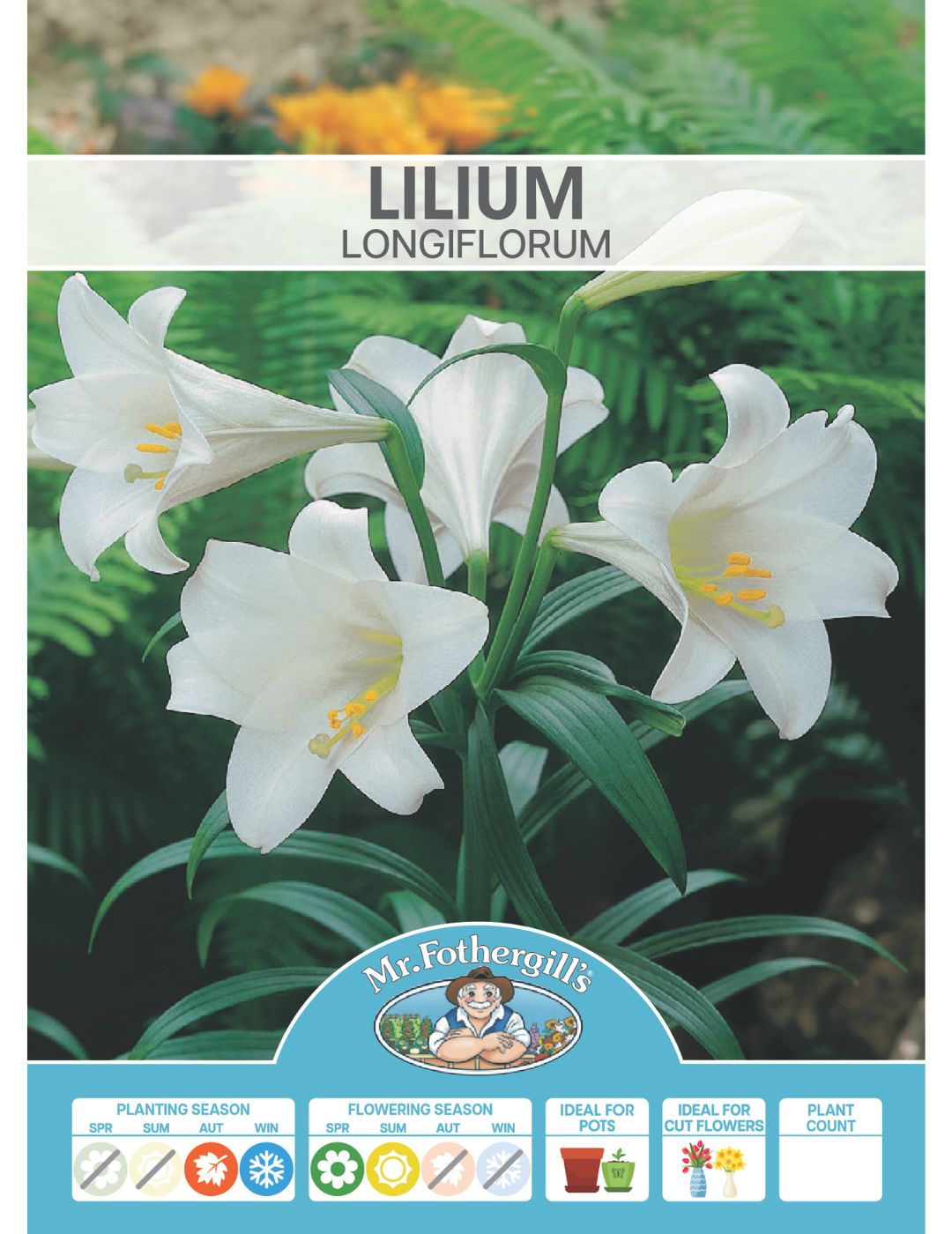 Lilium Longiflorum (Season: Winter)