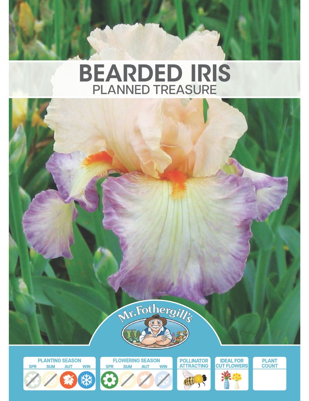 Bearded Iris Planned Treasure (Season: Winter)