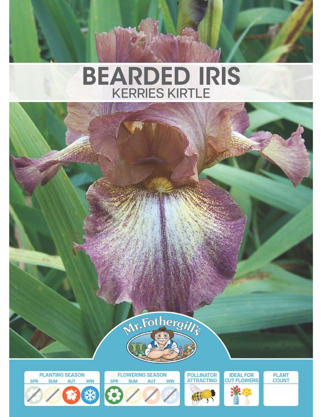 Bearded Iris Kerries Kirtle Bulb (season: Winter)