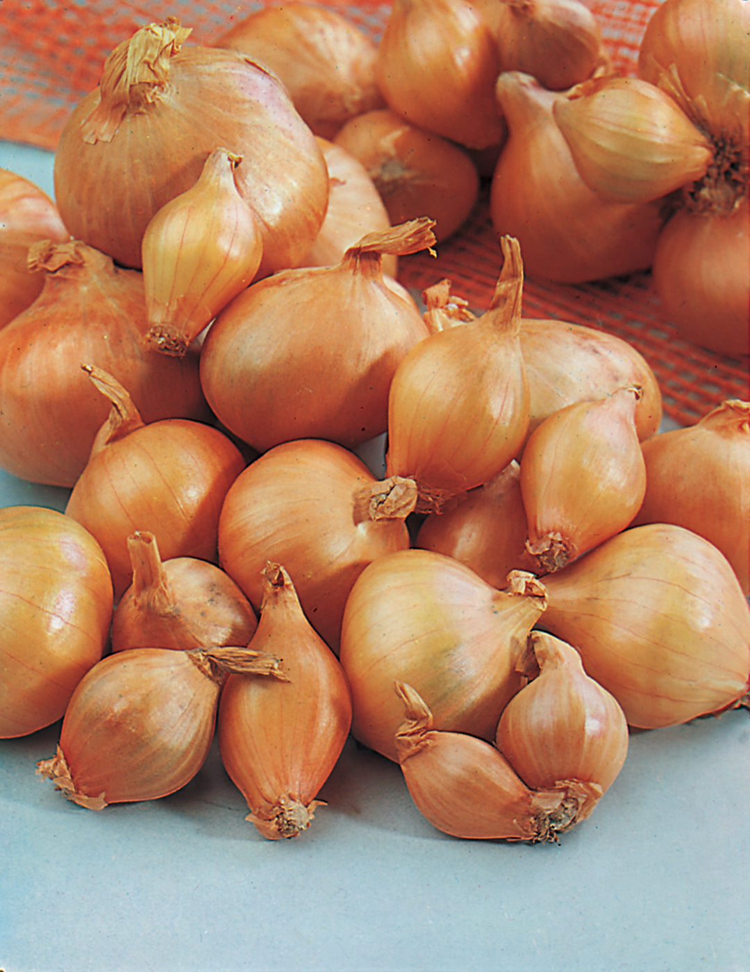 Shallots Golden (Bulbs)