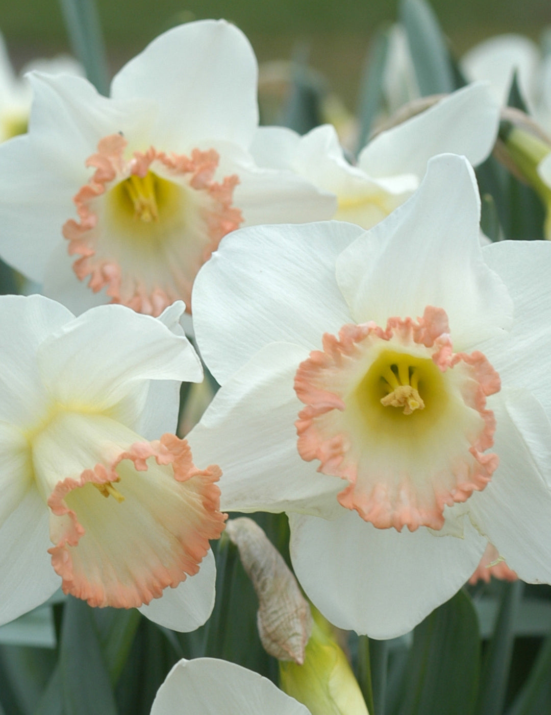 Daffodil Shirley Ann
