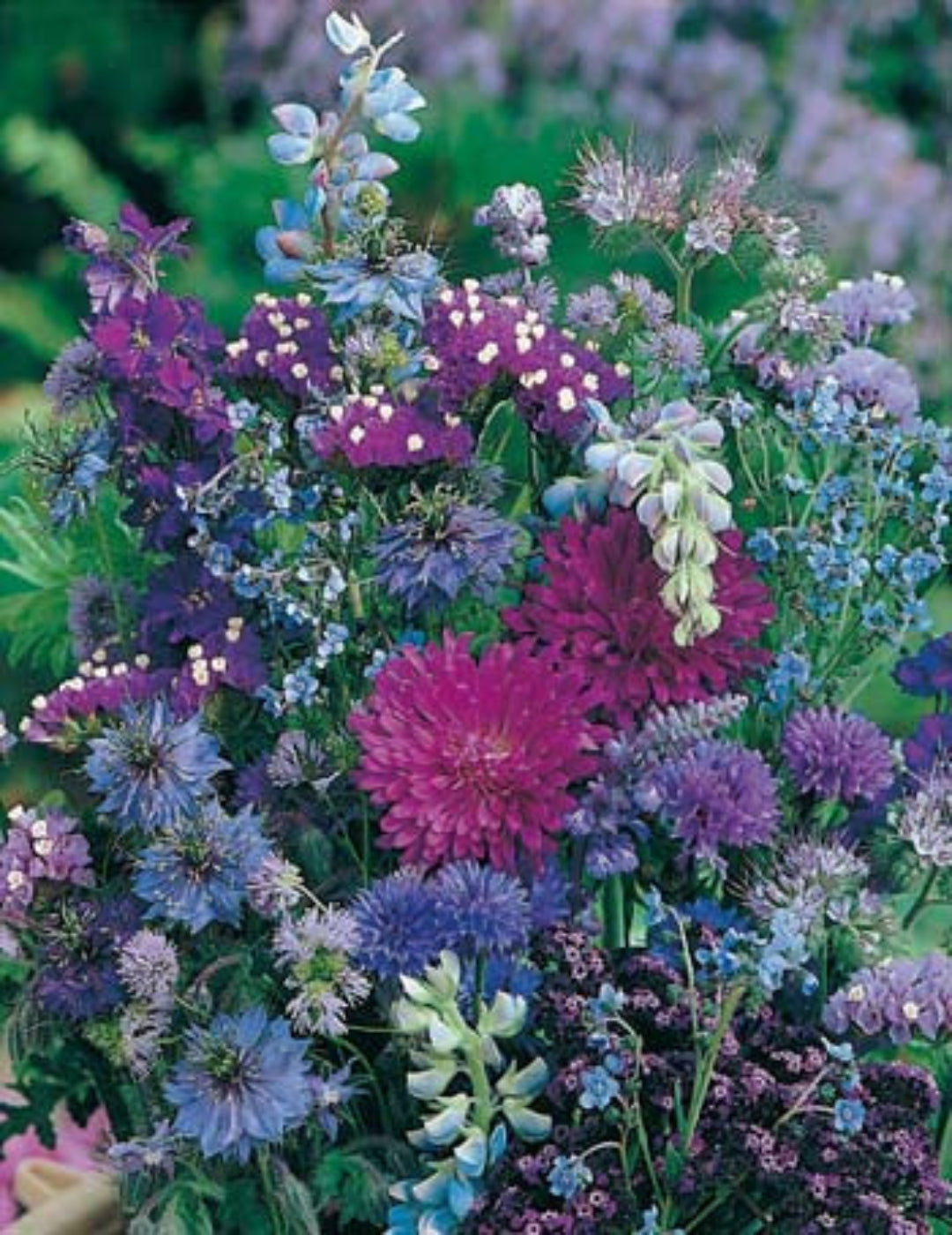 Splash of Blue Mixed Annuals