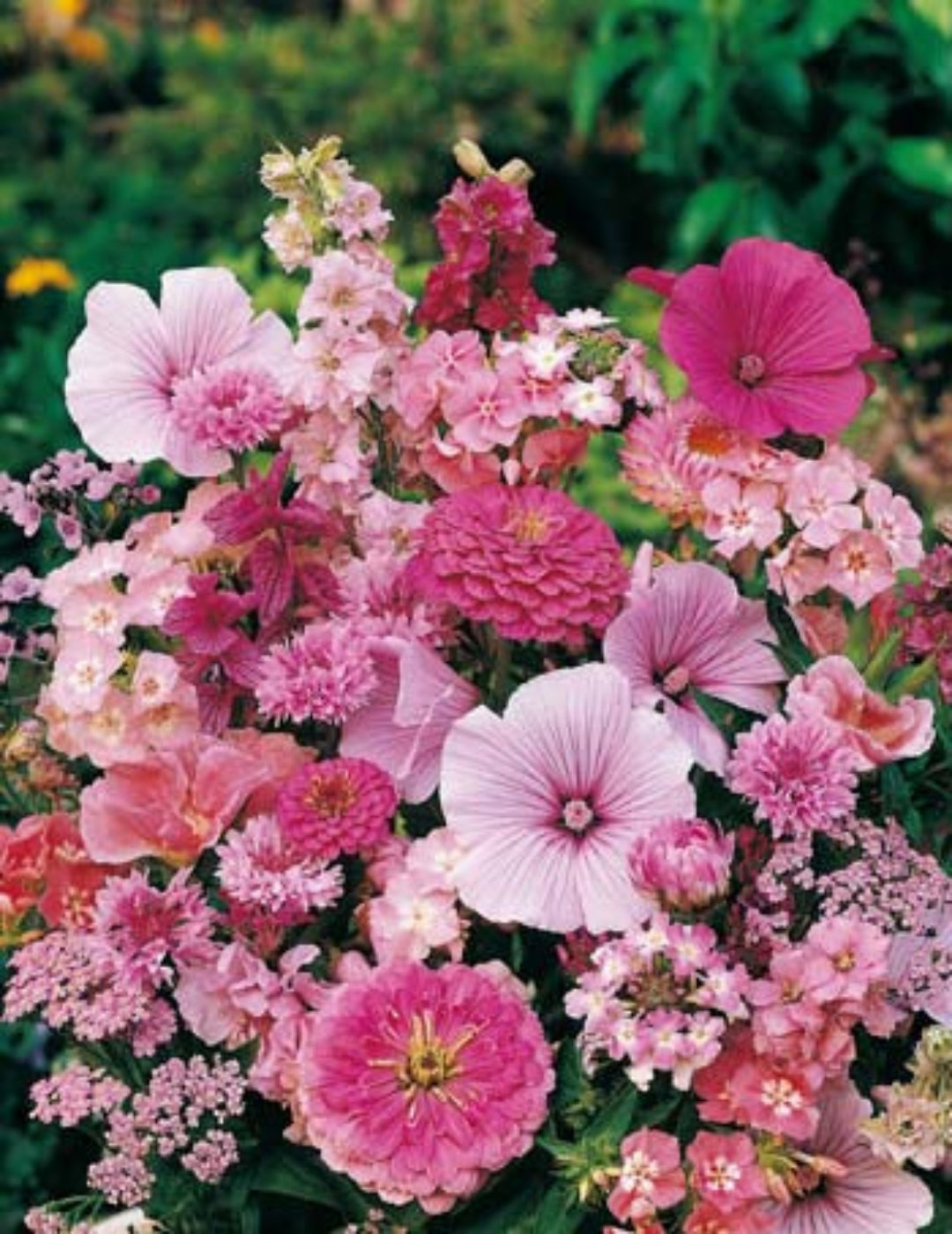 Splash of Pink Mixed Annuals Seeds