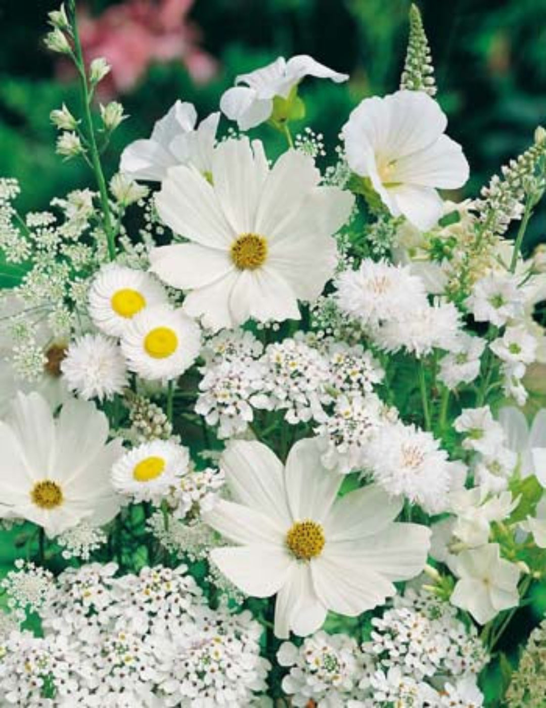 Splash of White Mixed Annuals Seeds