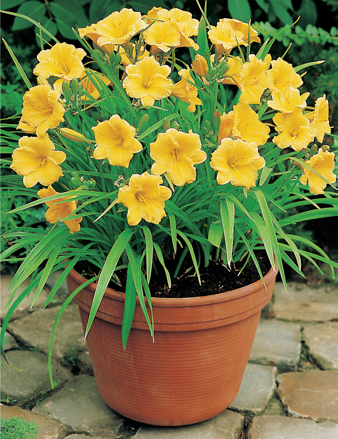 Daylily Stella D'Oro (season: Winter)