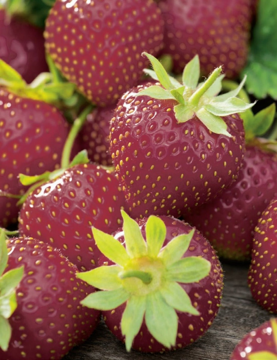 Strawberry Rubygem (Crowns)