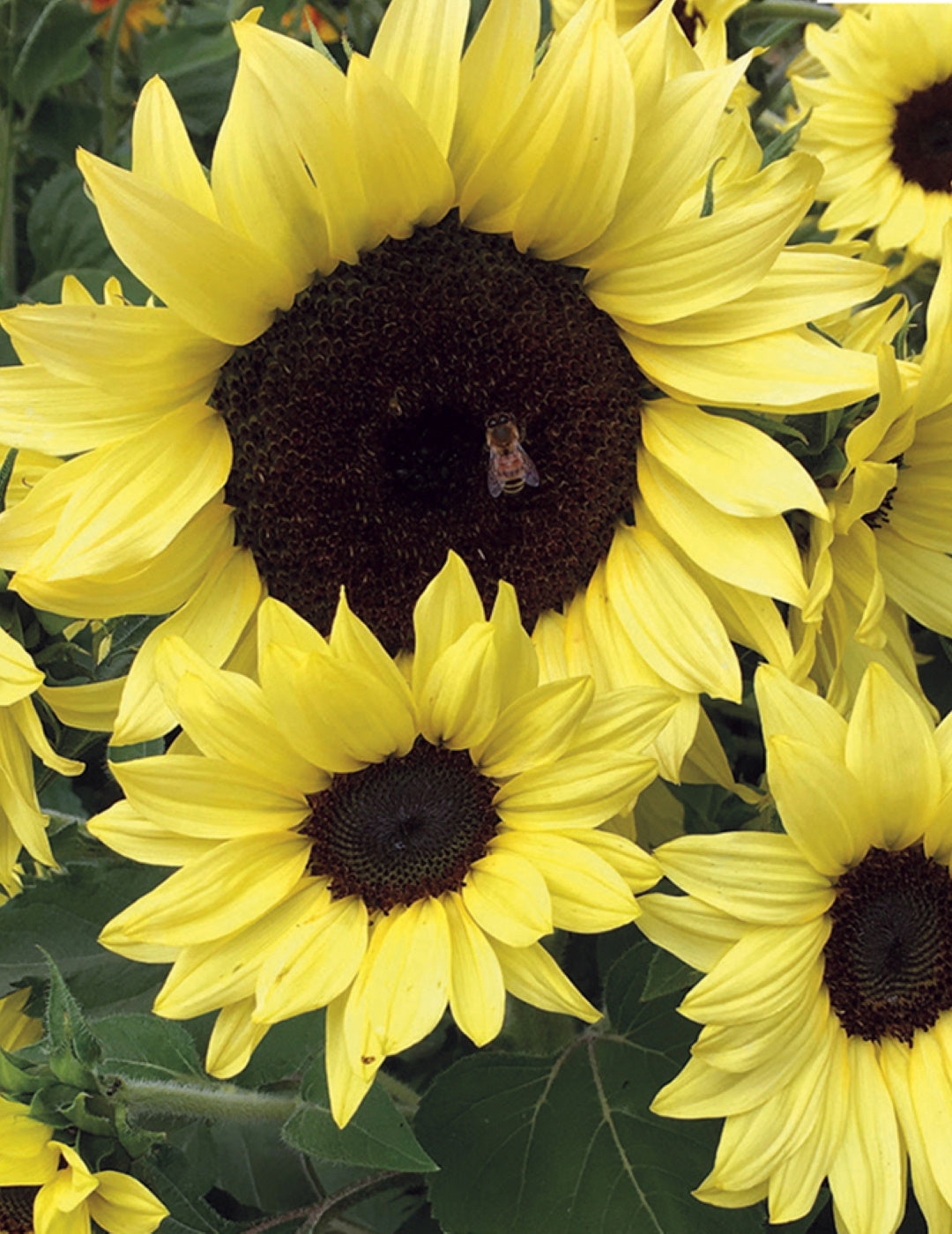 Sunflower Lemon Bling F1