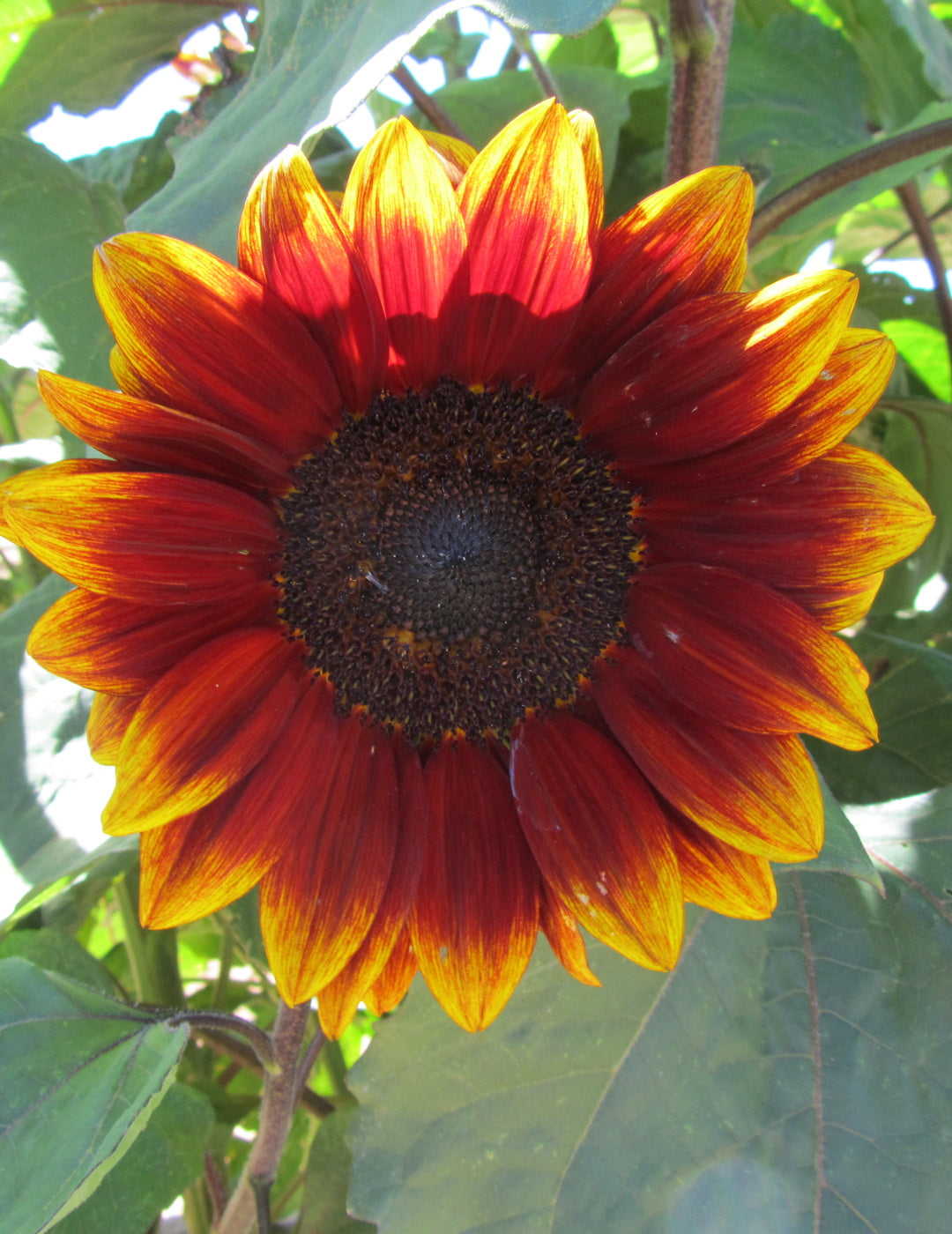 Sunflower Royal Velvet F1