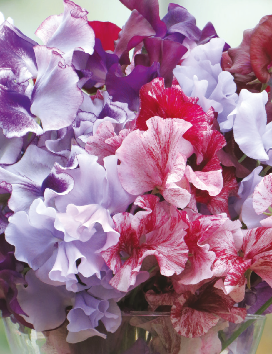 Sweet Pea Metaphor Mix