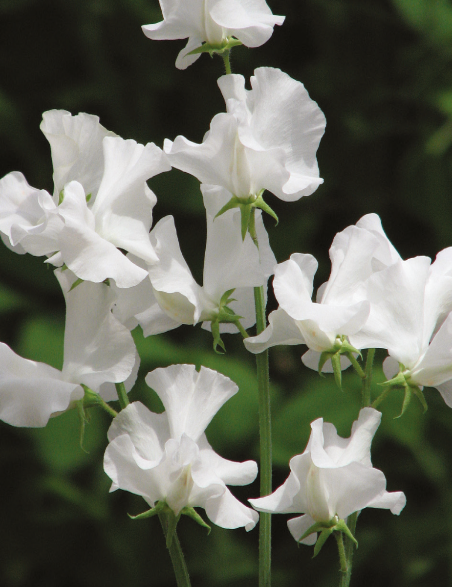 Sweet Pea Norman Wisdom