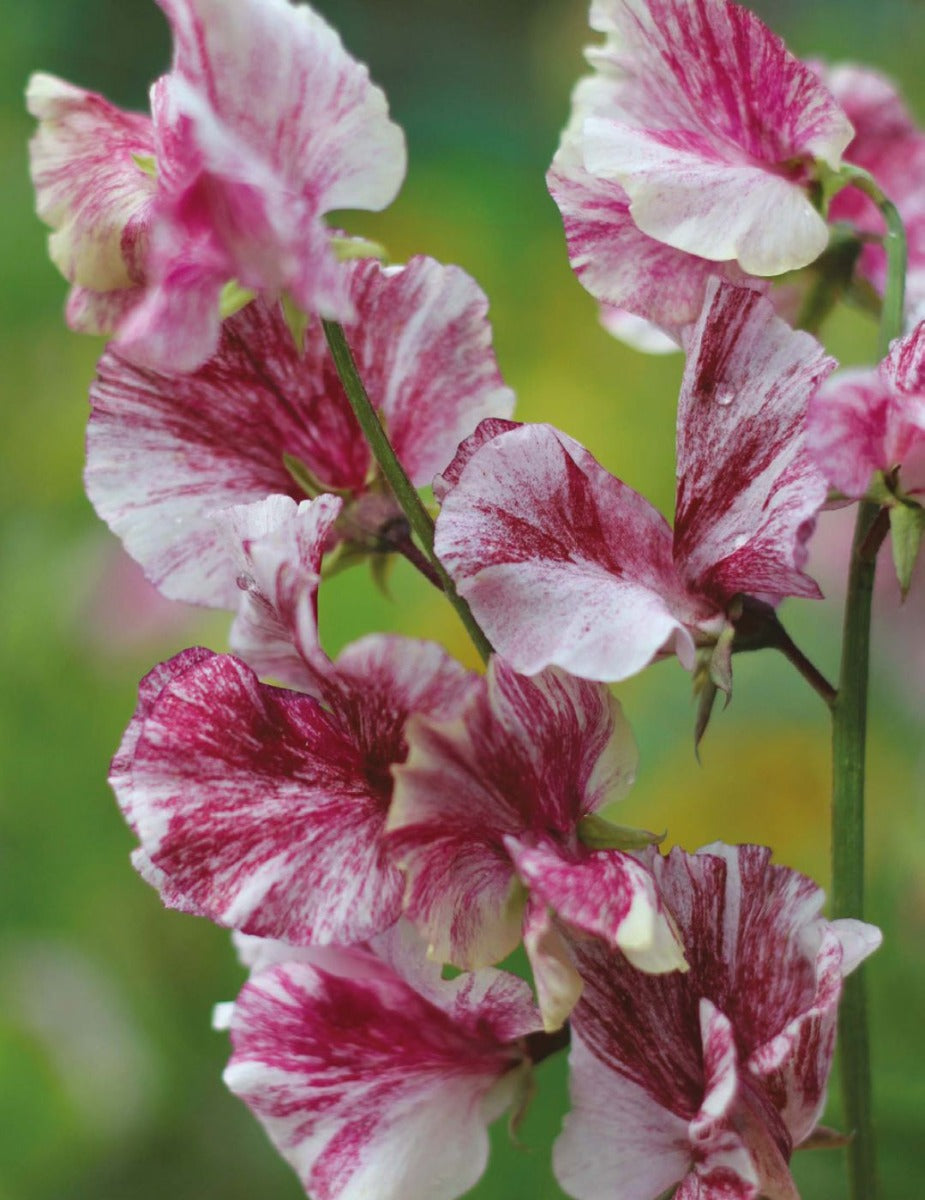 Sweet Pea Sir Henry Cecil