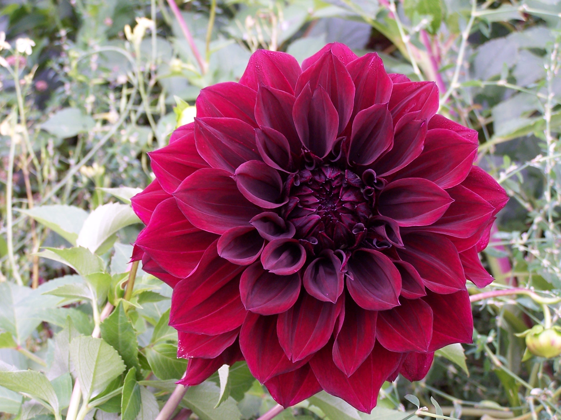 Dahlia Giant Glowing Embers (season:Aug-Sep)