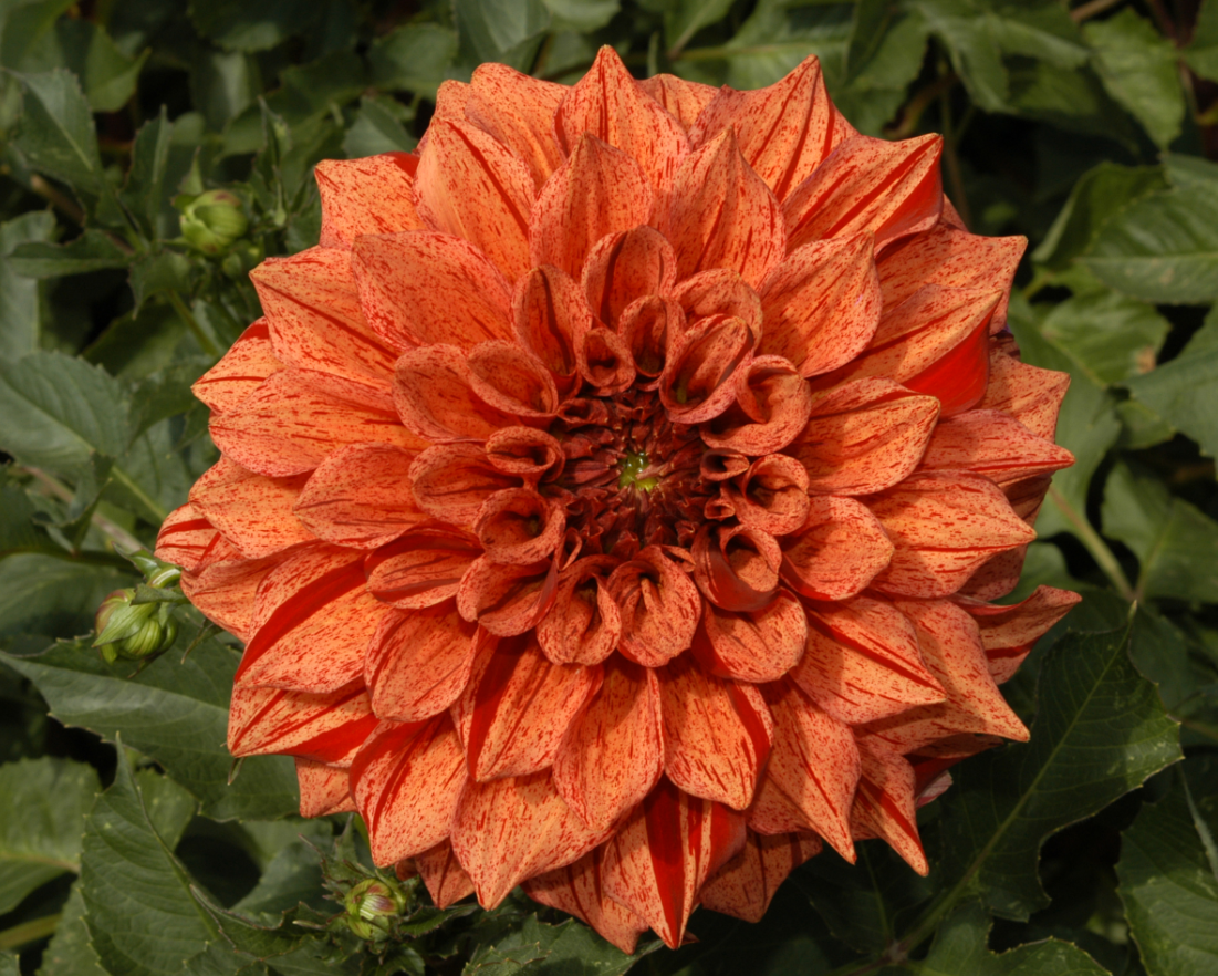 Dahlia Tiger Bey (season:Aug-Sep)