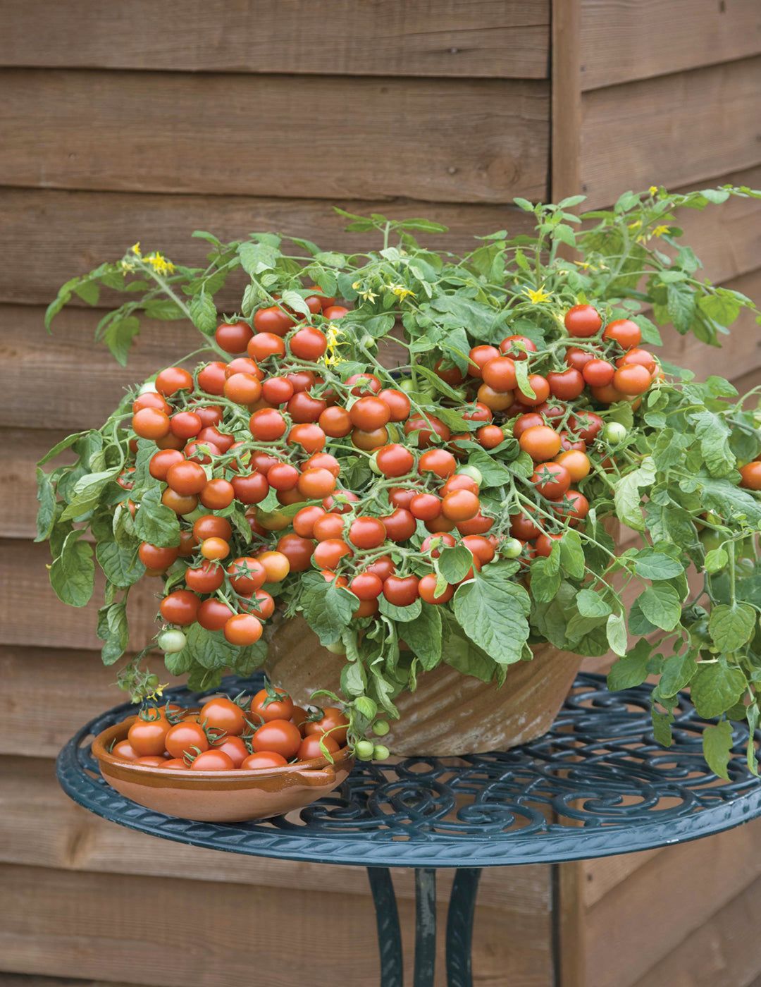 Tomato cherry falls seeds