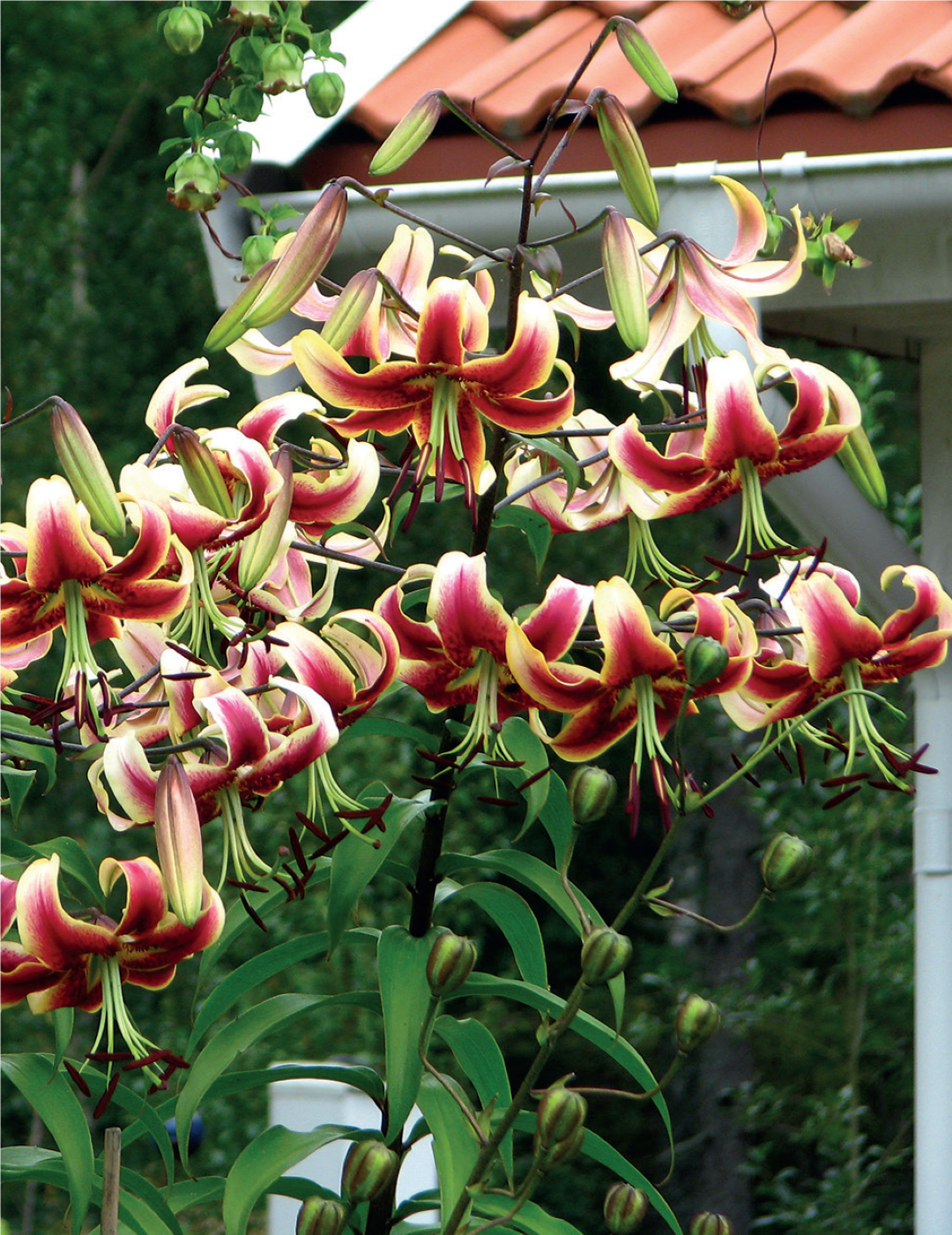 Tree Lily Scheherazade (season: Aug-Sep)