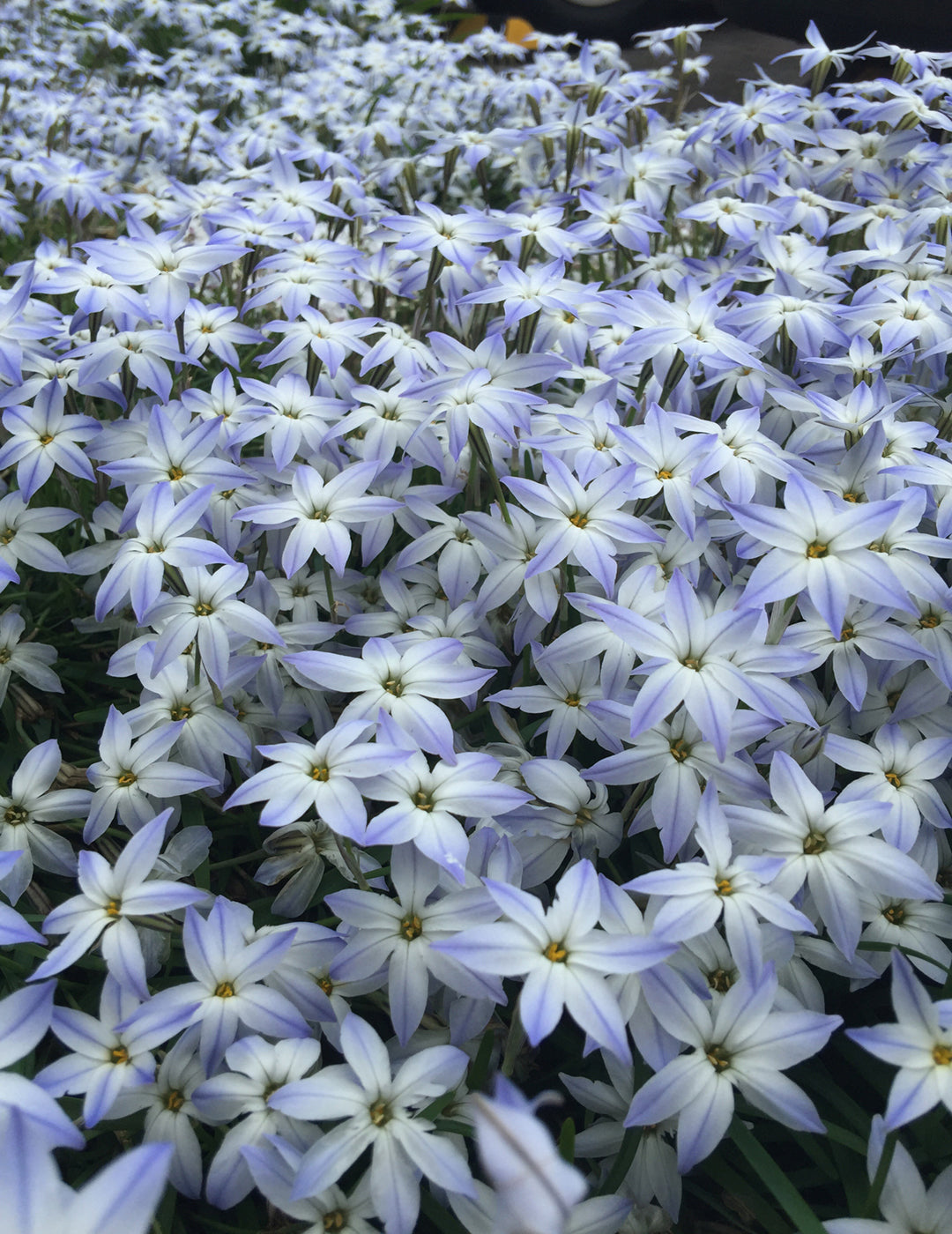 Triteleia Stars of Spring Bulbs