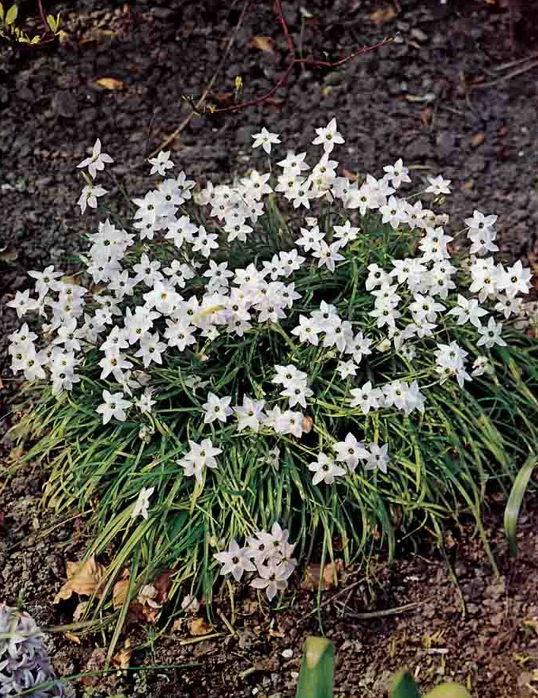 Triteleia Angel Stars Bulbs