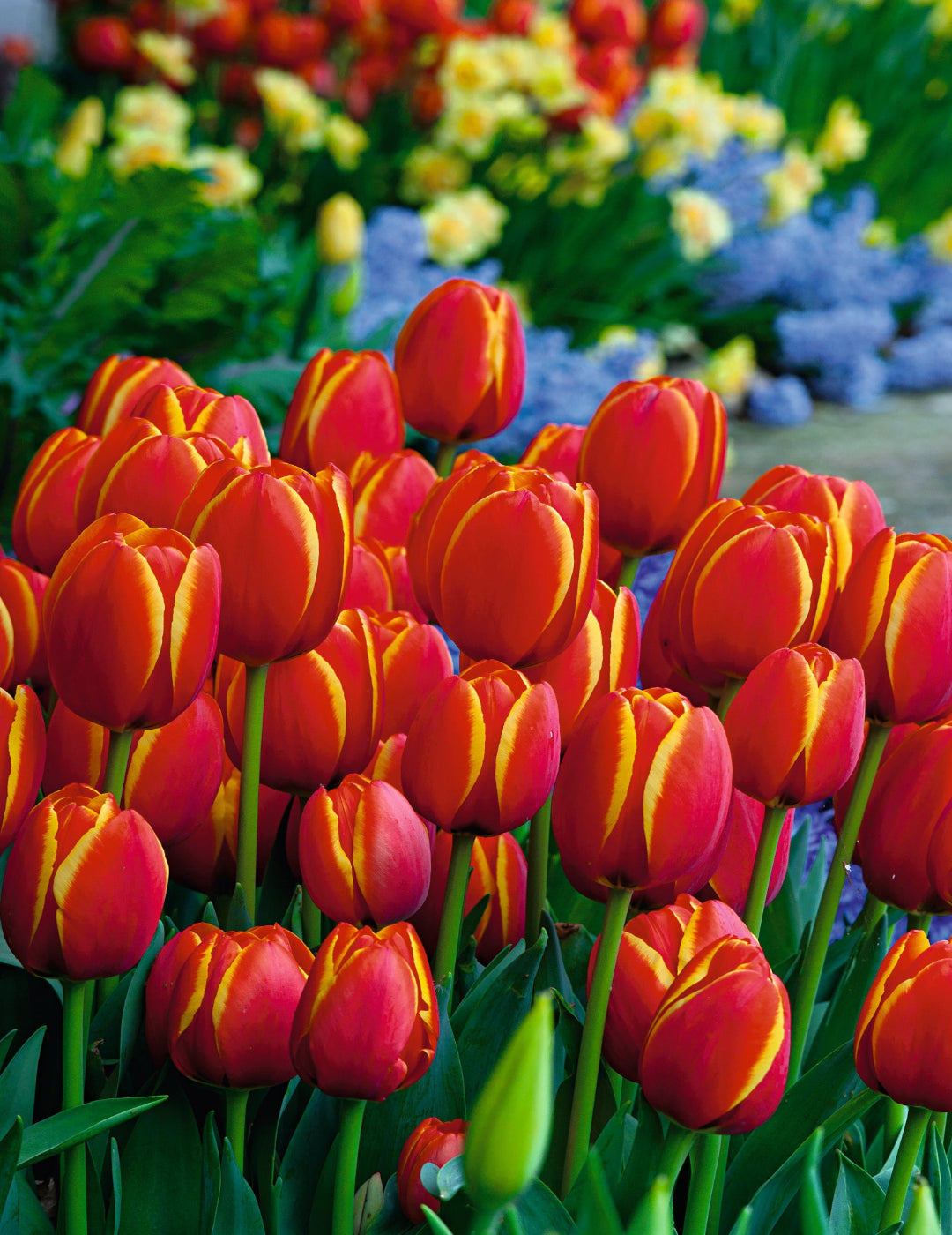 Tulip World Favourite Bulbs