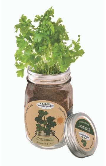 Mason Jar Grow Kits - Coriander