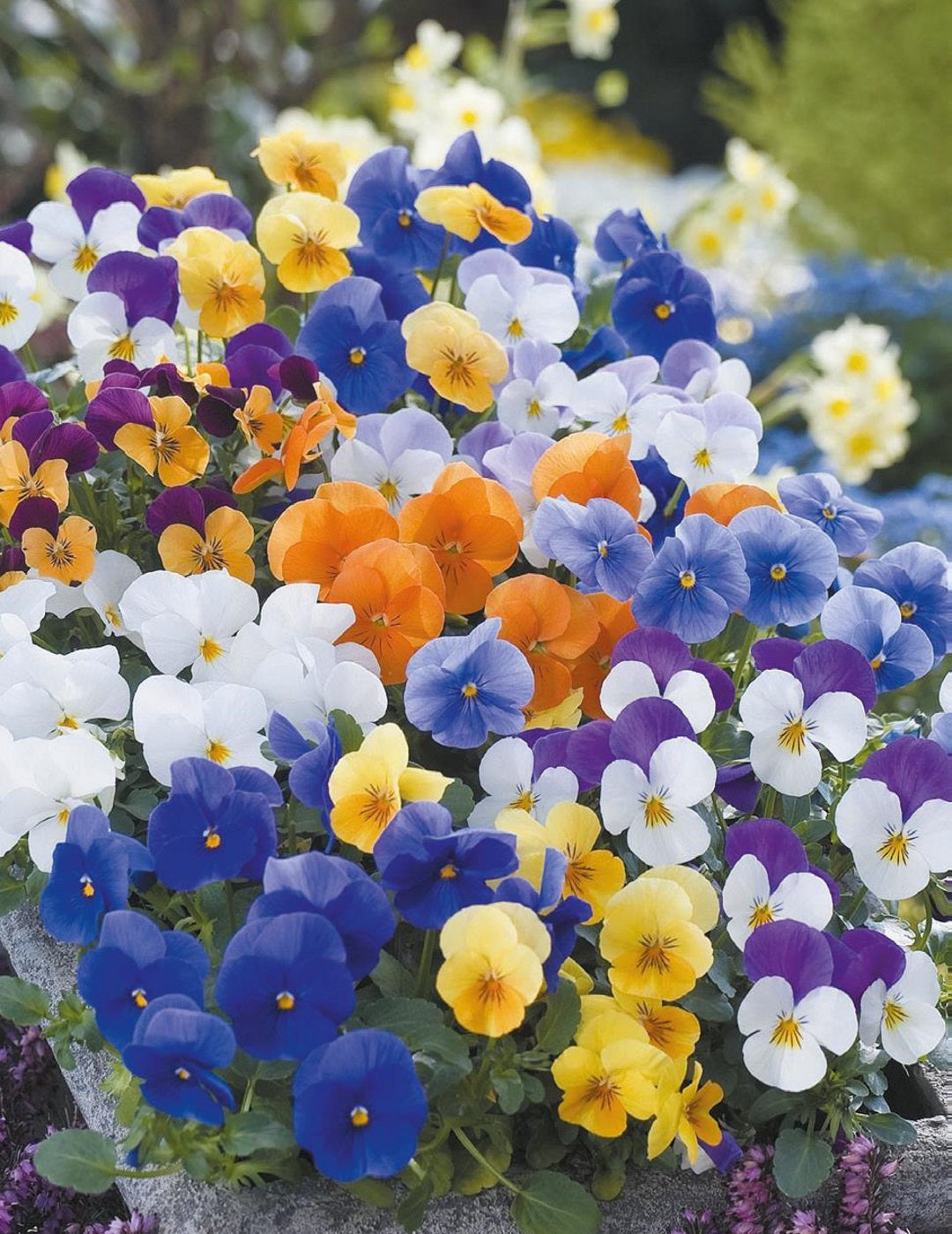 Viola Floral Power Mixed F1