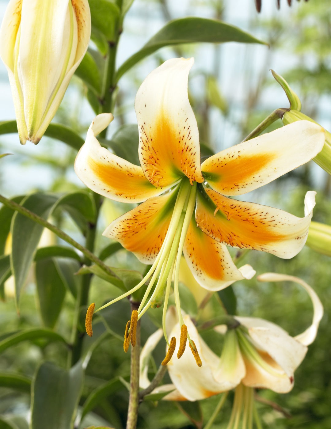 Turk's Cap Lily - Lady Alice (season: Aug-Sep)