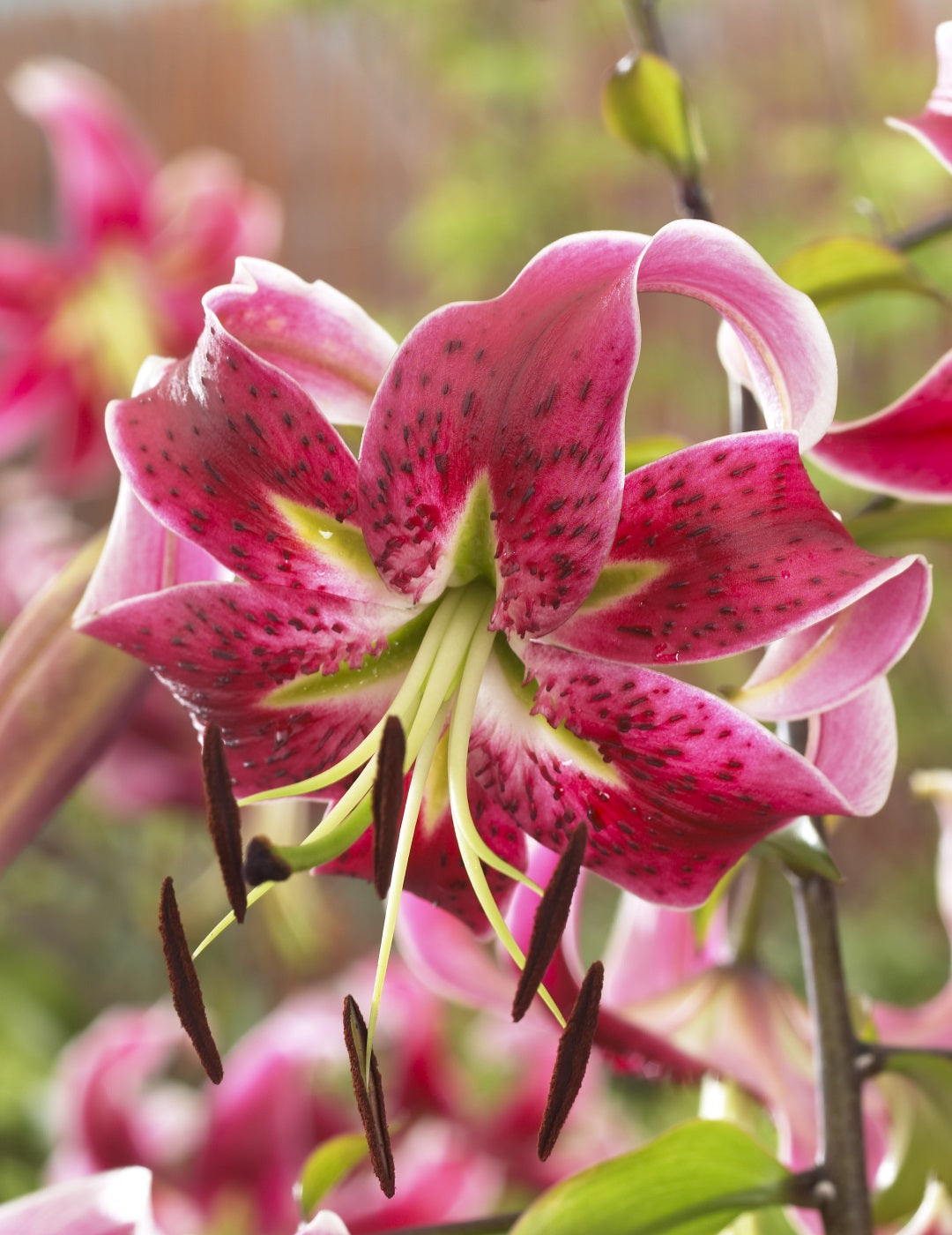 Tree Lily Miss Feya (season: Aug-Sep)