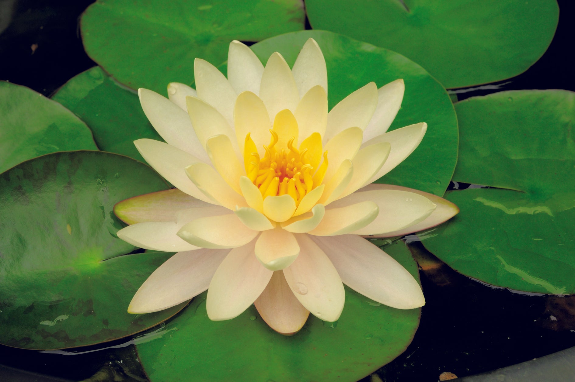 Water Lily Florida Sunset (season:Aug-Sep) NOT WA