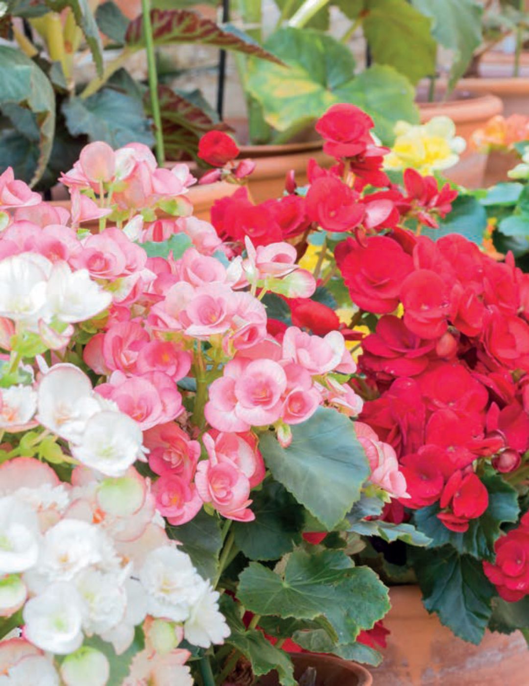 Begonia (season:Aug-Sep)