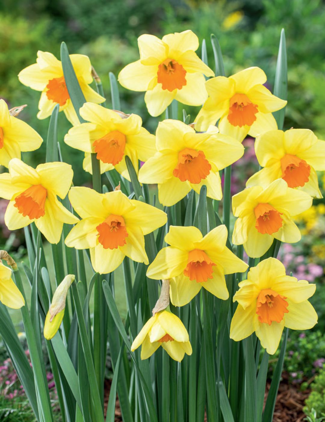 Daffodil Homefires