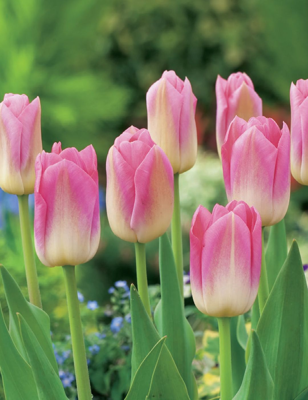 Tulip Dynasty