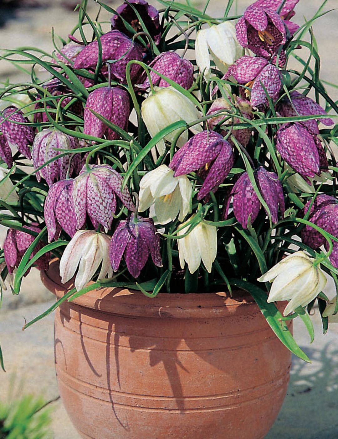 Fritillaria Mix Snake’s Head