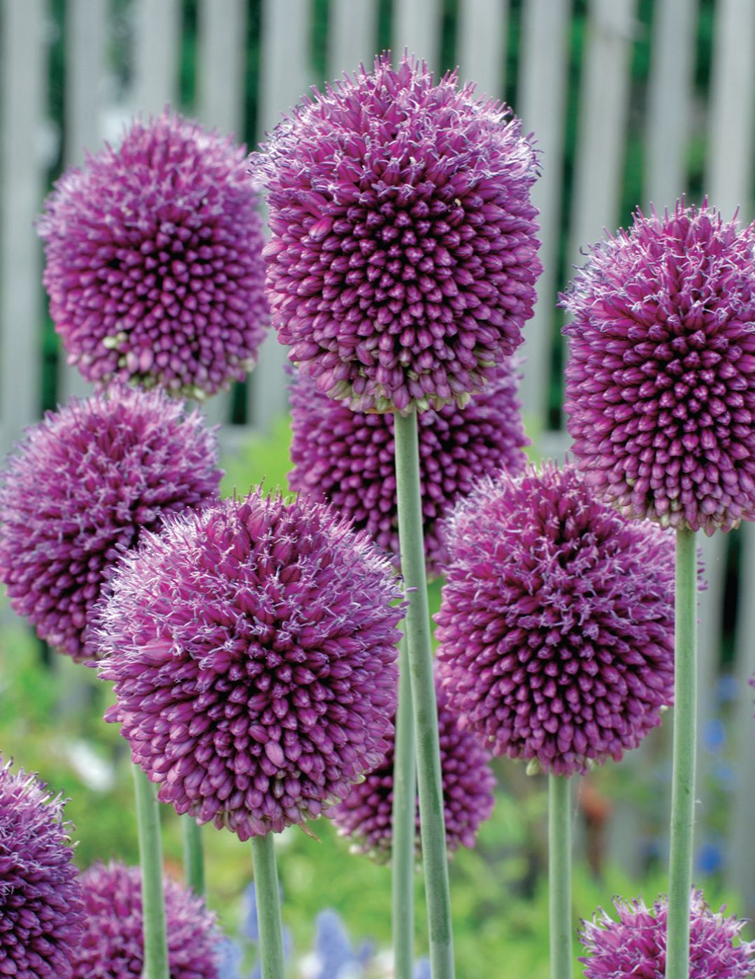 Allium Drumstick