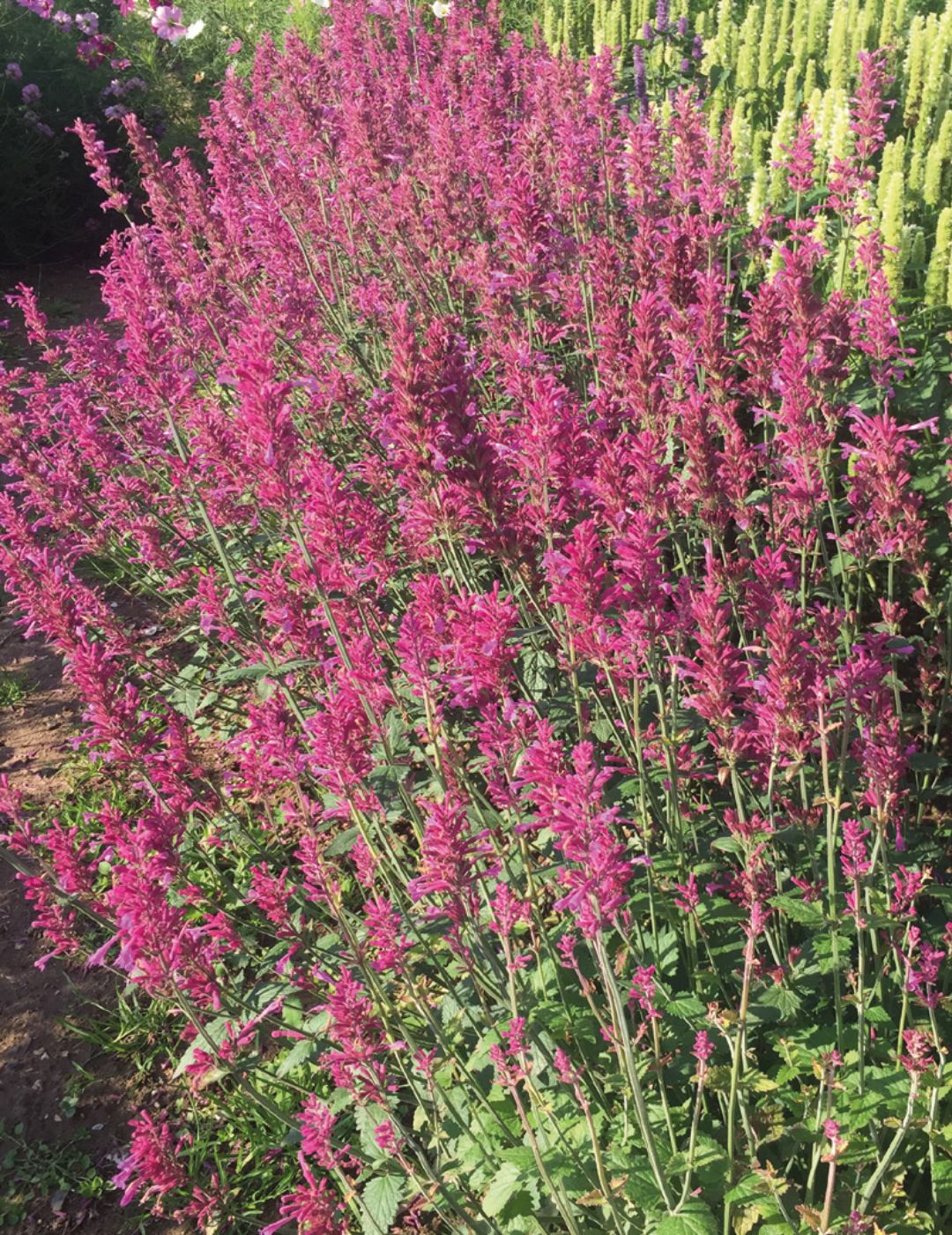 Agastache Heather Queen