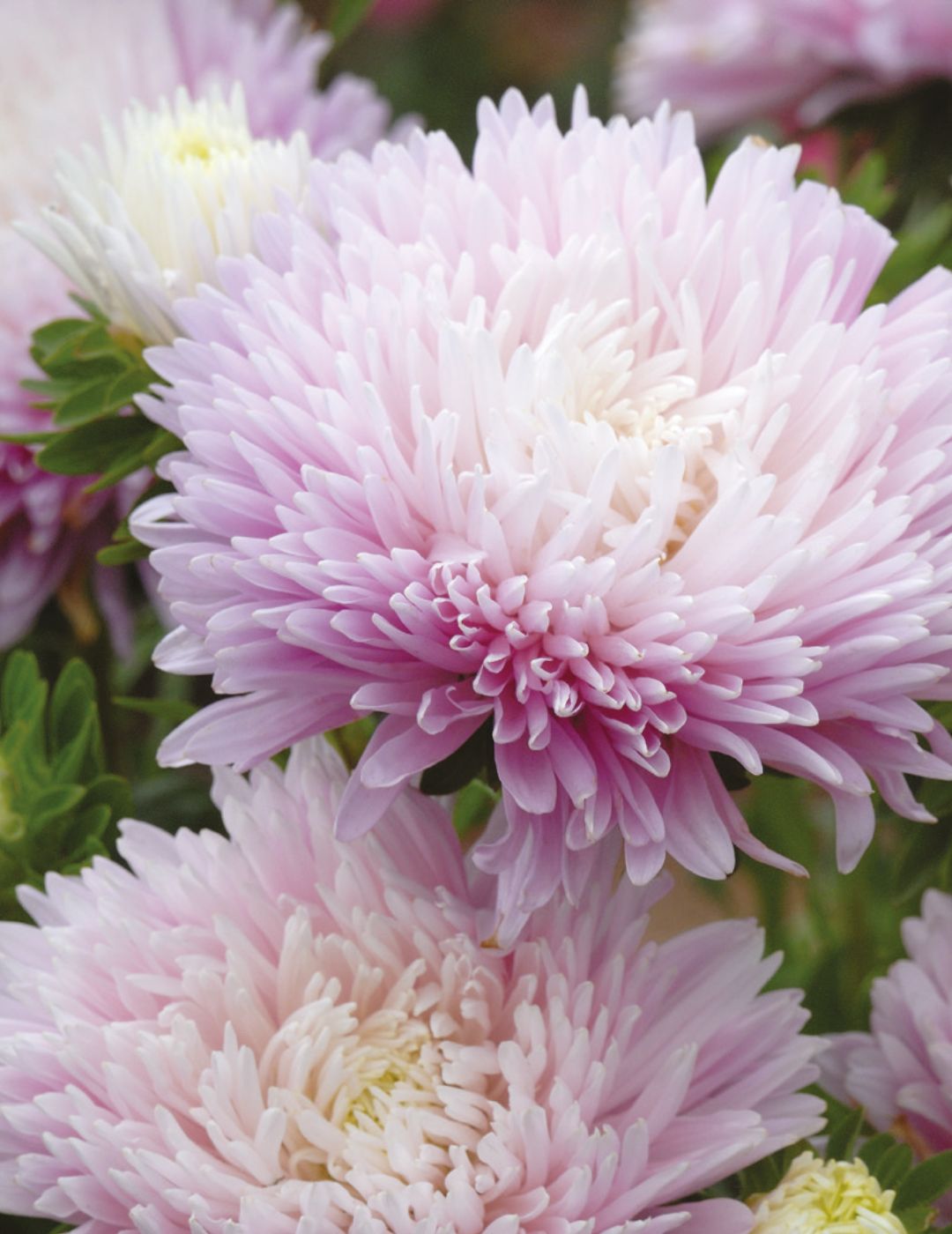 Aster Kingsize Appleblossom