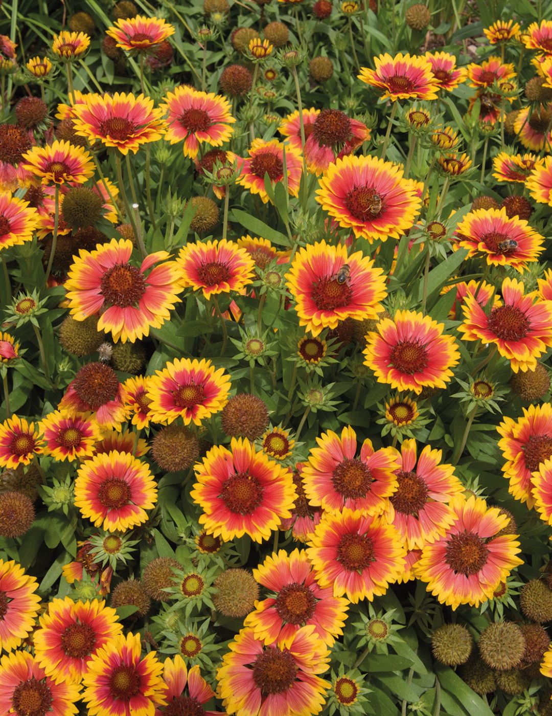 Gaillardia Goblin (Blanket Flower)