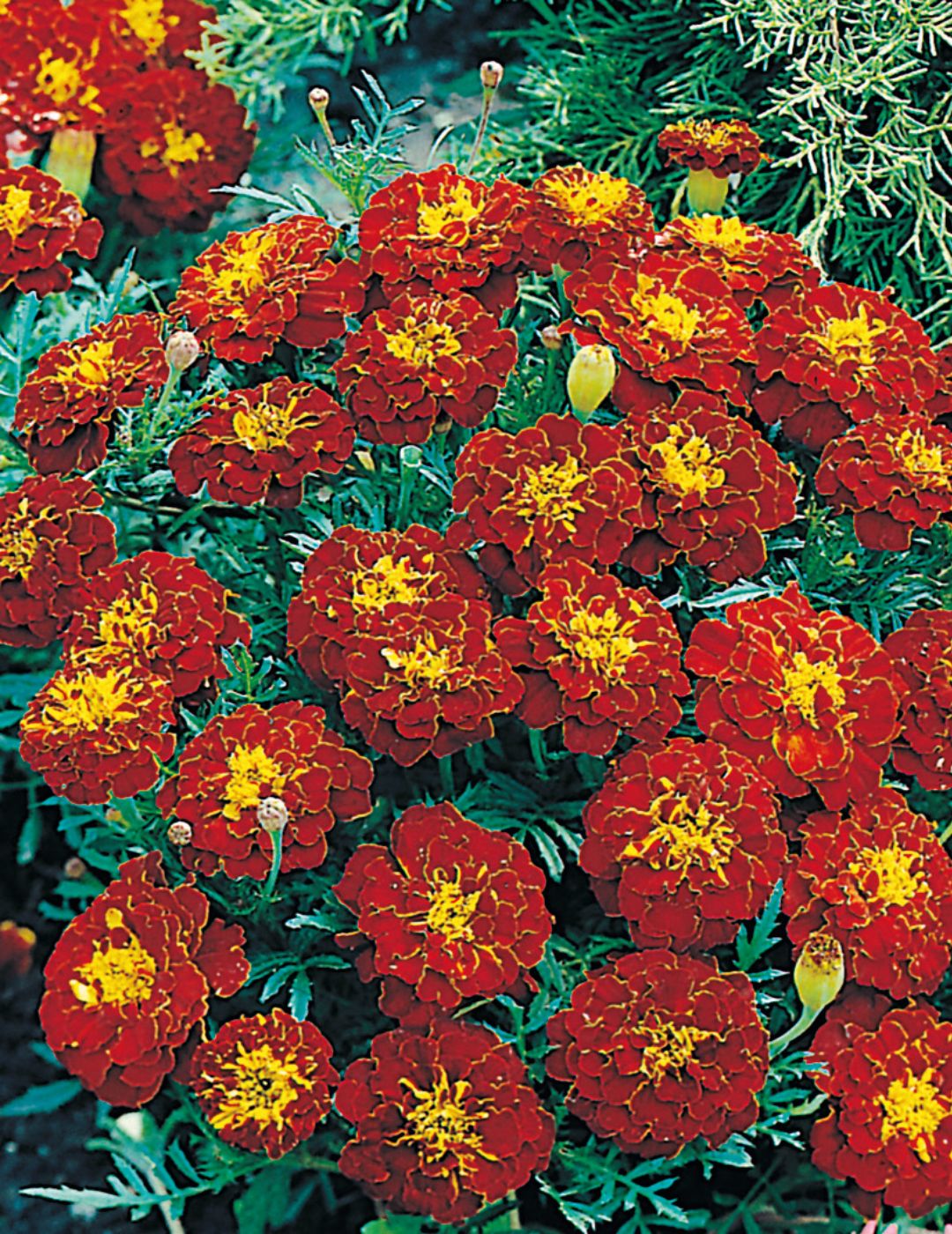 Marigold Carmen