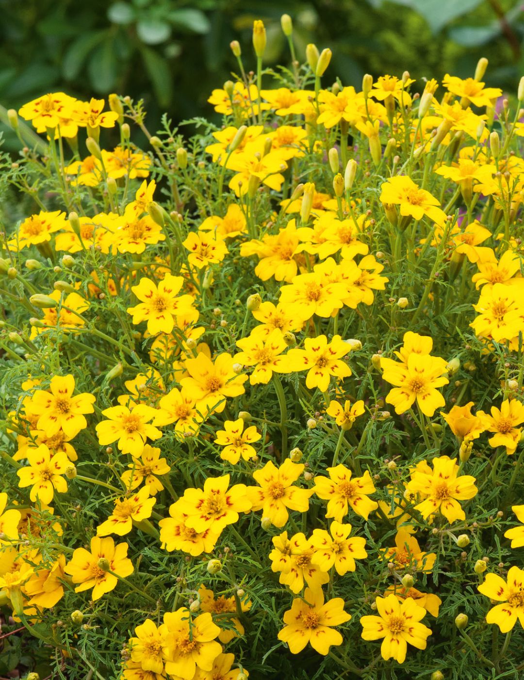 Lemon Gem Marigold