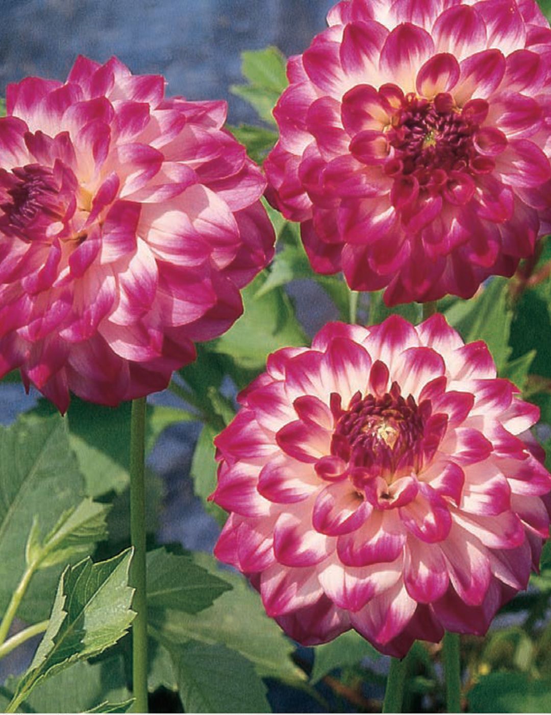 Dahlia Gambier Jane (season:Aug-Sep)