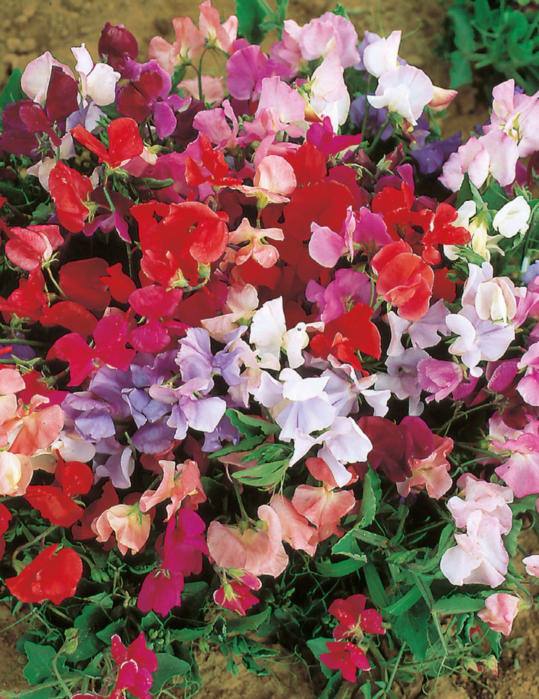 Sweet Pea Explorer Mixed Dwarf