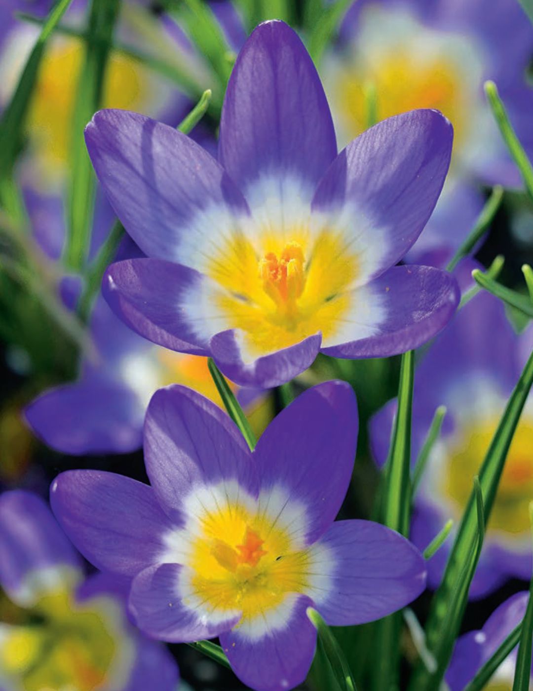 Dutch Crocus Sieberi Tricolor