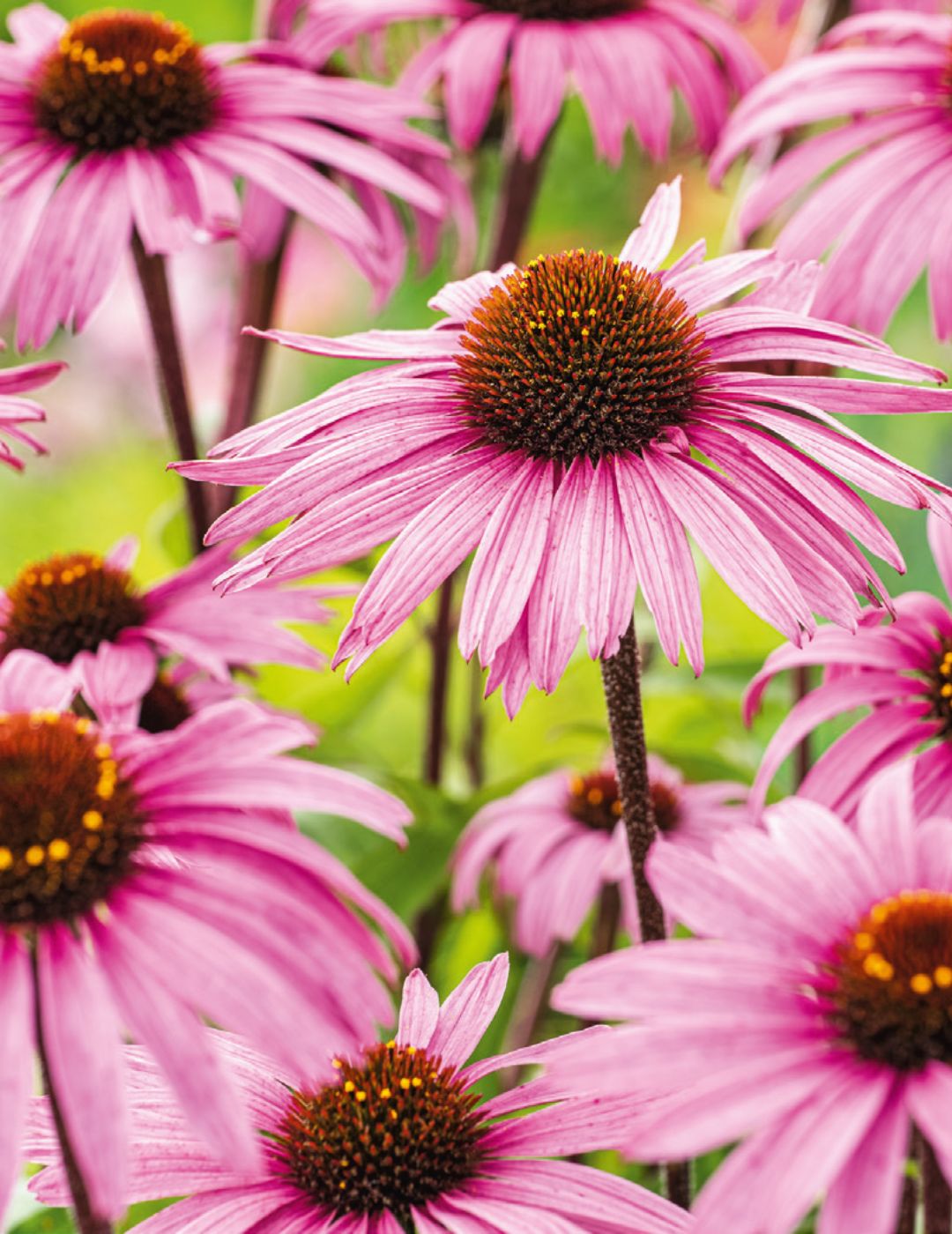 Echinacea Purple Cone Flower (large flowered)